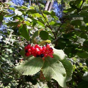 Photographie n°2227789 du taxon Viburnum lantana L. [1753]