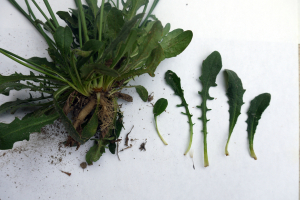 Philippe Provost, le 15 août 2018 (Port-Louis (56 - Port-Louis, Kerzo))