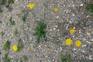 Philippe Provost, le 15 août 2018 (Port-Louis (56 - Port-Louis, Kerzo))