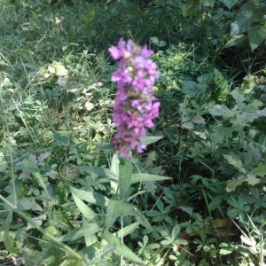 Photographie n°2227822 du taxon Lythrum salicaria L.