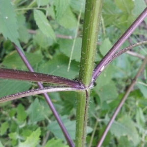 Photographie n°2227849 du taxon Bidens bipinnata L. [1753]