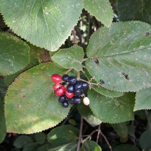 Photographie n°2227864 du taxon Viburnum lantana L. [1753]