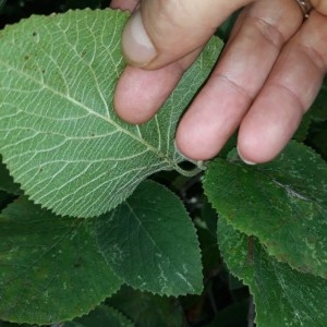 Photographie n°2227865 du taxon Viburnum lantana L. [1753]