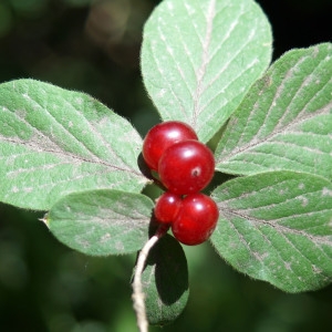 Photographie n°2227883 du taxon Lonicera xylosteum L. [1753]