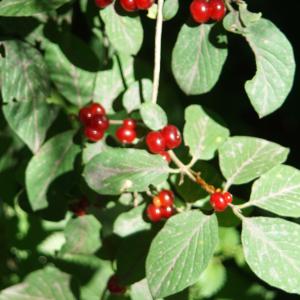 Photographie n°2227888 du taxon Lonicera xylosteum L. [1753]