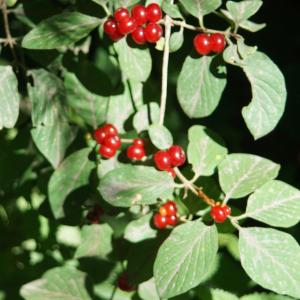 Photographie n°2227889 du taxon Lonicera xylosteum L. [1753]