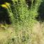  Liliane Roubaudi - Solidago canadensis L. [1753]