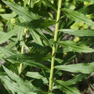 Photographie n°2227898 du taxon Solidago canadensis L. [1753]