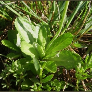 Photographie n°2227899 du taxon Primula farinosa L. [1753]