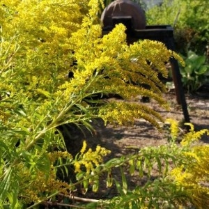 Photographie n°2227912 du taxon Solidago canadensis L. [1753]