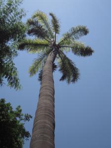 La Spada Arturo, le  7 août 2018 (Catania (Orto botanico))