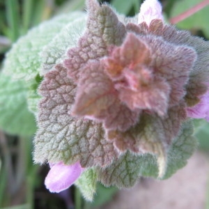 Photographie n°2228021 du taxon Lamium purpureum L. [1753]