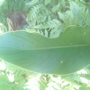 Photographie n°2228066 du taxon Canna indica L. [1753]