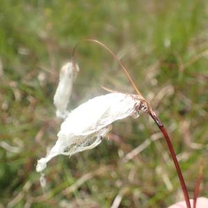 Photographie n°2228074 du taxon Eriophorum angustifolium Honck. [1782]