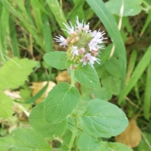 Photographie n°2228078 du taxon Mentha aquatica L. [1753]