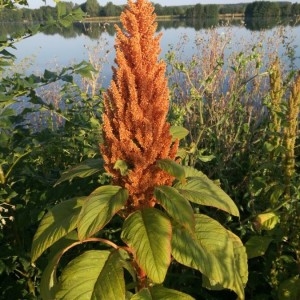 Photographie n°2228086 du taxon Amaranthus hybridus L. [1753]