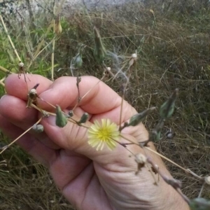 Photographie n°2228152 du taxon Lactuca serriola L. [1756]