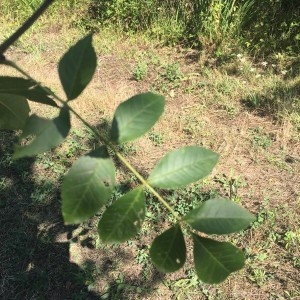 Photographie n°2228190 du taxon Fraxinus excelsior L. [1753]