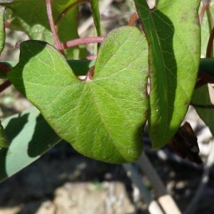 Photographie n°2228247 du taxon Convolvulus sepium L. [1753]