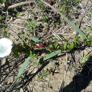 Photographie n°2228248 du taxon Convolvulus sepium L. [1753]