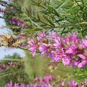 Photographie n°2228313 du taxon Lythrum salicaria L.