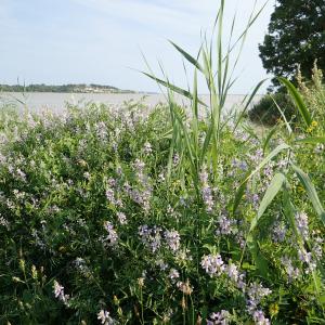 Photographie n°2228346 du taxon Galega officinalis L. [1753]