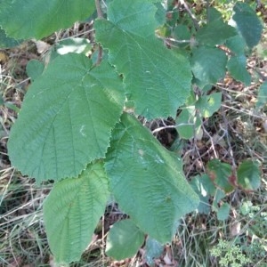 Photographie n°2228347 du taxon Corylus avellana L. [1753]