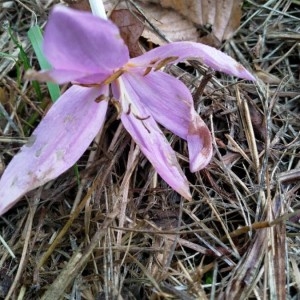 Photographie n°2228365 du taxon Colchicum autumnale L. [1753]