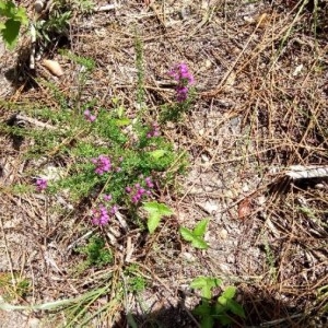 Photographie n°2228431 du taxon Erica cinerea L. [1753]