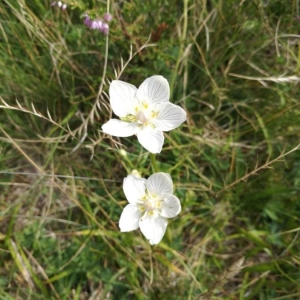 Photographie n°2228497 du taxon Parnassia palustris L. [1753]