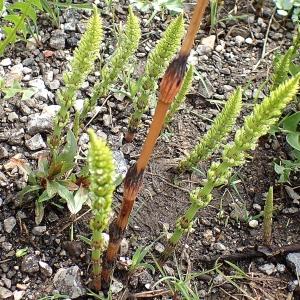 Photographie n°2228498 du taxon Equisetum arvense L. [1753]