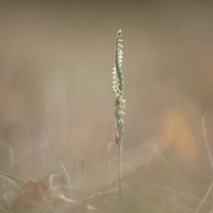 Photographie n°2228500 du taxon Spiranthes spiralis (L.) Chevall. [1827]