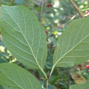 Photographie n°2228528 du taxon Lonicera xylosteum L. [1753]