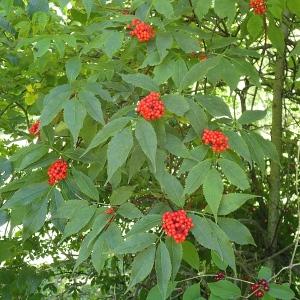 Photographie n°2228534 du taxon Sambucus racemosa L. [1753]