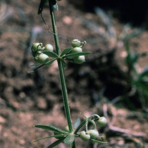 Photographie n°2228550 du taxon Galium tricornutum Dandy [1957]