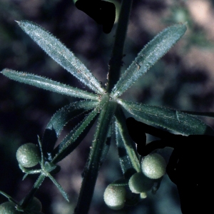 Photographie n°2228554 du taxon Galium tricornutum Dandy [1957]