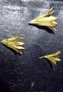 Liliane Roubaudi, le 17 juillet 2009 (Les Angles)