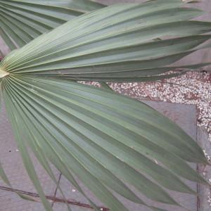 Corypha minor Jacq. (Bush palmetto)