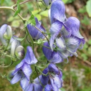 Photographie n°2228623 du taxon Aconitum variegatum L. [1753]