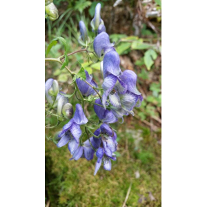 Aconitum variegatum L. (Aconit panaché)