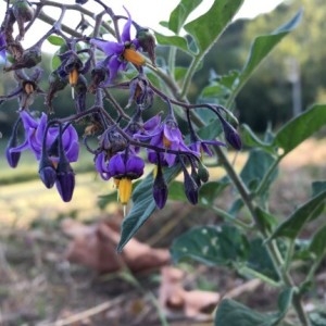 Photographie n°2228632 du taxon Solanum dulcamara L. [1753]