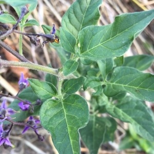 Photographie n°2228633 du taxon Solanum dulcamara L. [1753]