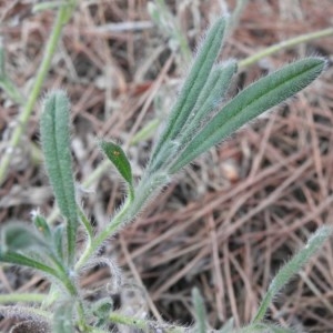  - Echium sabulicola Pomel [1874]