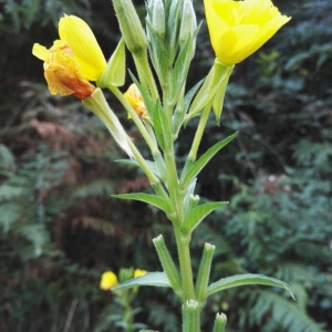 Photographie n°2228696 du taxon Oenothera biennis L. [1753]