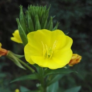 Photographie n°2228697 du taxon Oenothera biennis L. [1753]