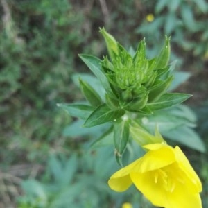 Photographie n°2228698 du taxon Oenothera biennis L. [1753]