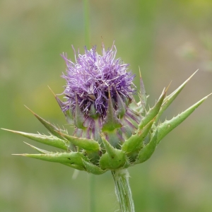 Photographie n°2228714 du taxon Silybum marianum (L.) Gaertn. [1791]