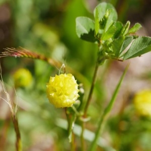 Photographie n°2228716 du taxon Medicago lupulina L. [1753]