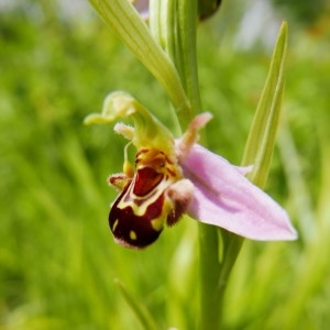 Photographie n°2228718 du taxon Ophrys apifera Huds. [1762]