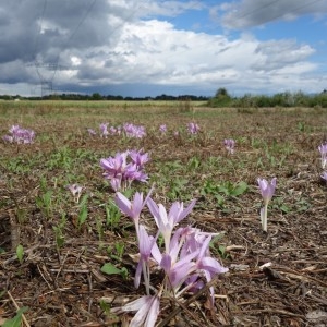 Photographie n°2228730 du taxon Colchicum autumnale L. [1753]